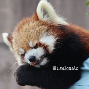 Meet your Posher, Sang